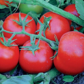 Насіння томату детермінантного Сагатан F1 Syngenta від 10 шт, Фасовка: Міні упаковка 10 шт | Agriks