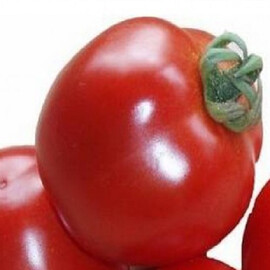 Насіння томату детермінантного Шаста F1 Lark Seeds від 10 шт, Фасовка: Міні упаковка 10 шт | Agriks