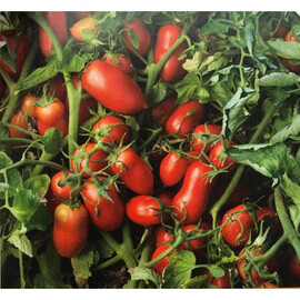 Насіння томату детермінантного Умекс F1 Syngenta від 20 шт, Фасовка: Середня упаковка 100 шт | Agriks