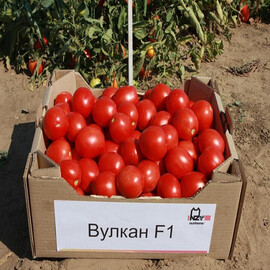 Насіння томату детермінантного Вулкан F1 Nunhems 5 000 шт, Фасовка: Проф упаковка 5 000 шт | Agriks