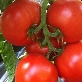 Насіння томату індетермінантного Арон F1 Enza Zaden 500 шт | Agriks