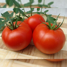 Насіння томату індетермінантного Атерон F1 Moravoseed 500 шт | Agriks