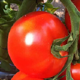 Насіння томату індетермінантного Белфорт F1 Enza Zaden від 10 шт, Фасовка: Міні упаковка 10 шт | Agriks