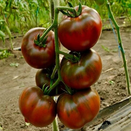 Насіння томату індетермінантного Бронзон F1 Clause від 5 шт | Agriks