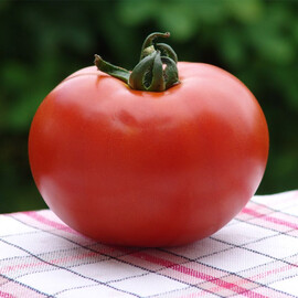 Насіння томату індетермінантного Дафне F1 Moravoseed 500 шт | Agriks