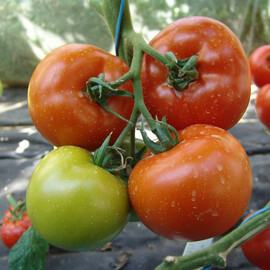 Насіння томату індетермінантного Гарді F1 Moravoseed 500 шт | Agriks