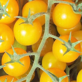 Насіння томату індетермінантного Голдвін F1 Clause від 5 шт, Фасовка: Міні упаковка 5 шт | Agriks