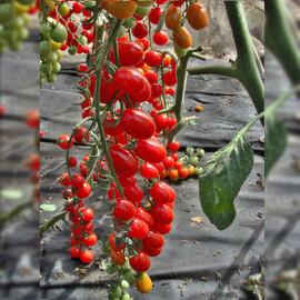 Насіння томату індетермінантного Мандат F1 Moravoseed 500 шт | Agriks