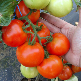 Насіння томату індетермінантного Палава F1 Moravoseed 500 шт | Agriks