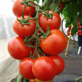 Насіння томату індетермінантного Педро F1 Moravoseed 500 шт | Agriks