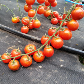 Насіння томату індетермінантного Шармант F1 Moravoseed 500 шт | Agriks