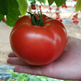 Насіння томату індетермінантного Сігнора F1 Esasem від 250 шт, Фасовка: Проф упаковка 250 шт | Agriks