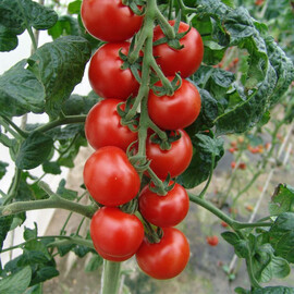 Насіння томату індетермінантного Спенсер F1 Moravoseed 500 шт, Фасовка: Проф упаковка 500 шт | Agriks
