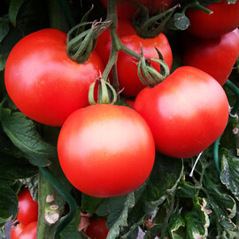 Насіння томату індетермінантного Тастіер F1 Moravoseed 500 шт | Agriks