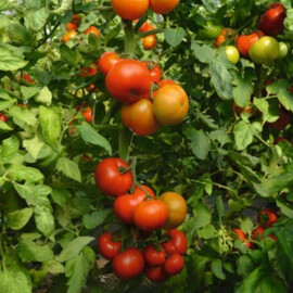 Насіння томату індетермінантного Тобольськ F1 Bejo від 10 шт, Фасовка: Міні упаковка 10 шт | Agriks