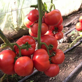 Насіння томату напівдетермінантного Роялпінк F1 Enza Zaden від 250 шт | Agriks