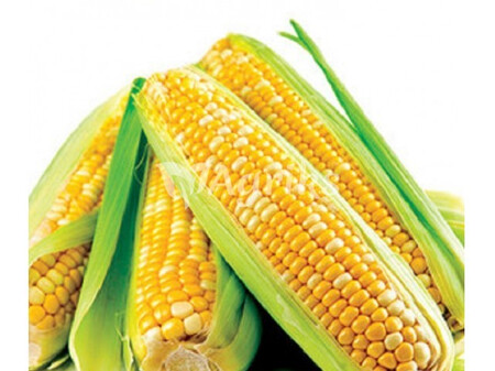 Семена кукурузы сахарной Вондерленд F1 Аgri Saaten 5 000 шт, Фасовка: Проф упаковка 5 000 шт | Agriks