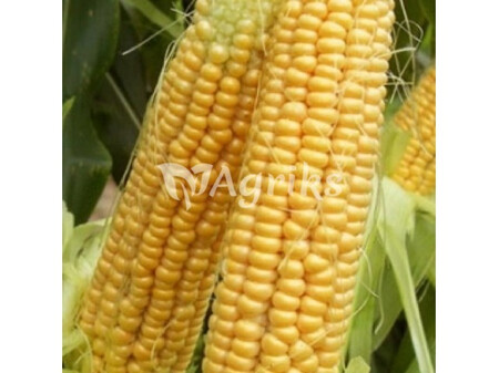 Семена кукурузы сахарной Шайнрок F1 Syngenta 100 000 шт, Фасовка: Проф упаковка 100 000 шт | Agriks