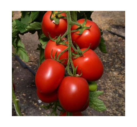 Насіння томату індетермінантного TС 02-0255 F1 Solare Sementi 100 шт, Фасовка: Міні упаковка 100 шт | Agriks