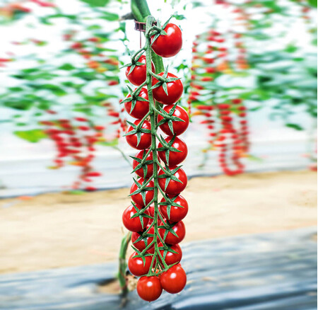 Насіння томату індетермінантного Мінопріо F1 Clause 250 шт, Фасовка: Проф упаковка 250 шт | Agriks