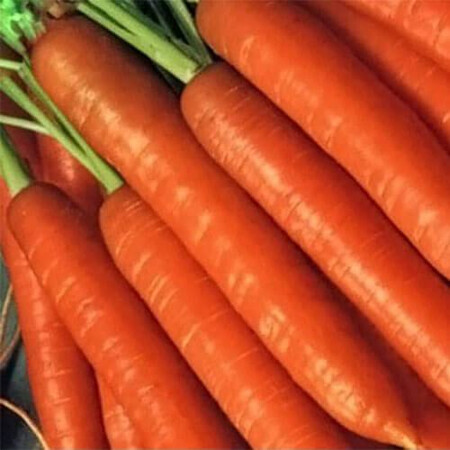 Насіння моркви Бріліанс F1 Nunhems 100 000 шт (1,8-2,0), Фасовка: Проф упаковка 100 000 шт (1,4 - 1,6) | Agriks