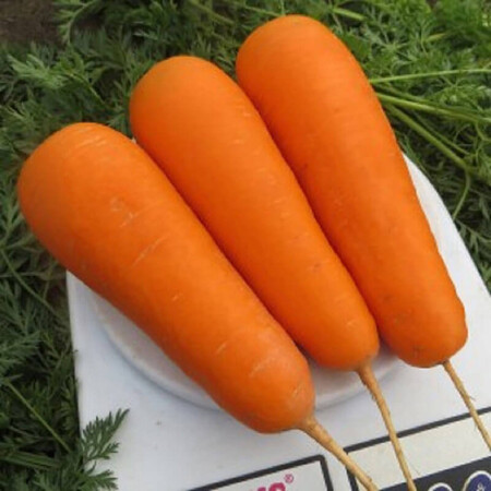 Семена моркови Боливар Clause от 1 г (Agriks), Фасовка: Проф упаковка 500 000 шт (1,6 - 1,8) | Agriks
