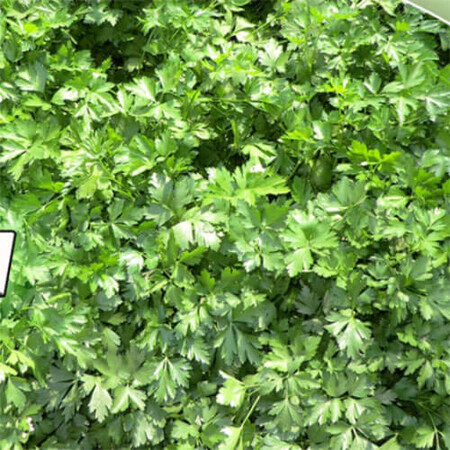Семена петрушки листовой Гиганте де Италия Аgri Saaten от 100 г, Фасовка: Проф упаковка 100 г | Agriks