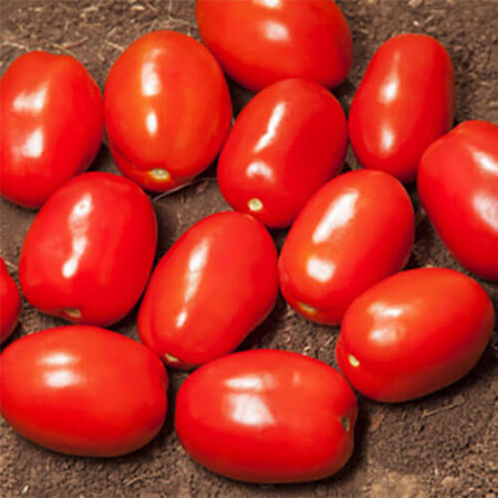 Семена томата детерминантного Дерика F1 (КС 720 F1) Kitano Seeds от 1 000 шт, Фасовка: Проф упаковка 1 000 шт | Agriks