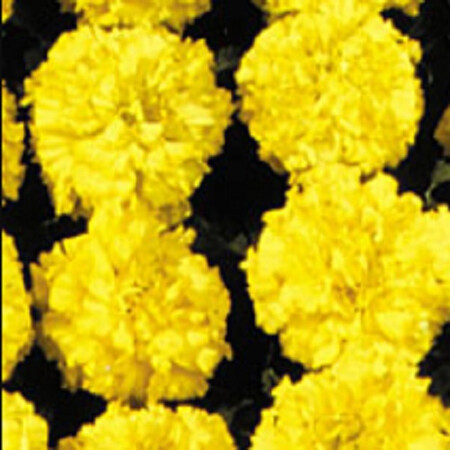 Семена бархатцев Чикаго Yellow Kitano Seeds 500 шт, Разновидности: Yellow, Фасовка: Проф упаковка 500 шт | Agriks