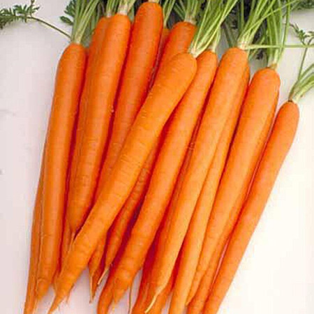 Насіння моркви Апперкат F1 Nunhems 100 000 шт (1,8-2,0), Фасовка: Проф упаковка 100 000 шт (1,8 - 2,0) | Agriks