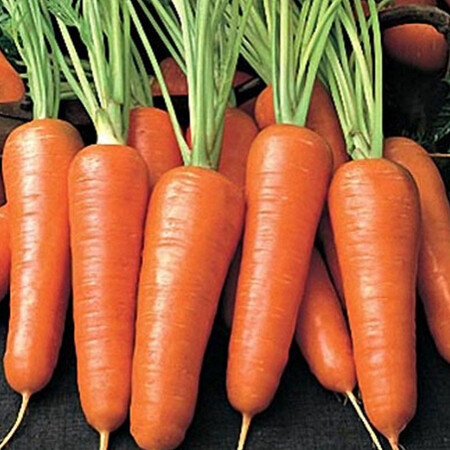 Семена моркови Бентли F1 Аgri Saaten от 25 000 шт, Фасовка: Проф упаковка 25 000 шт | Agriks
