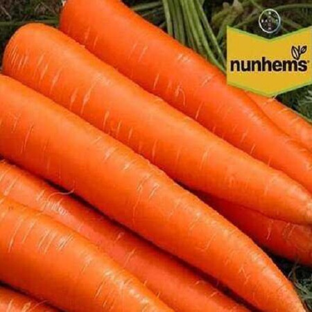 Насіння моркви Каданс F1 Nunhems 100 000 шт (1,8-2,0), Фасовка: Проф упаковка 100 000 шт (1,6 - 1,8) | Agriks