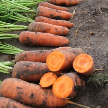 Семена моркови Нью Курода АС (калибр. 1,4-1,8) Asia Seed 500 г, Фасовка: Проф упаковка 500 г (2,0 - 2,4) | Agriks
