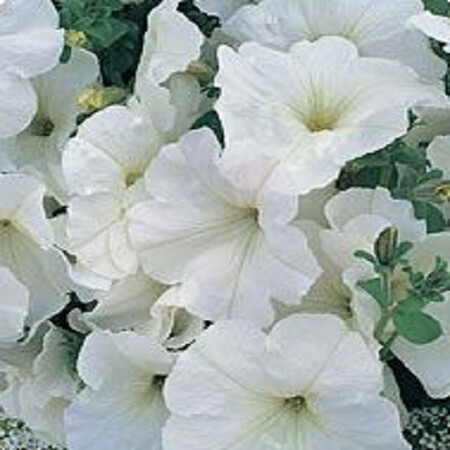 Семена петунии Танака White Kitano Seeds от 250 шт драже, Разновидности: White, Фасовка: Проф упаковка 250 шт | Agriks