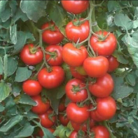 Насіння томату детермінантного Галаксі F1 Еsasem 1 000 шт | Agriks