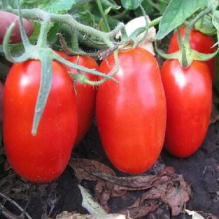 Насіння томату детермінантного Кальверт F1 Еsasem 1 000 шт, Фасовка: Проф упаковка 1 000 шт | Agriks