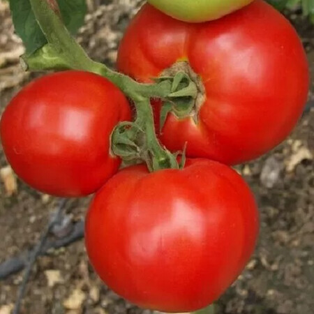Насіння томату детермінантного Мірсіні F1 Seminis 1 000 шт, Фасовка: Проф упаковка 1 000 шт | Agriks