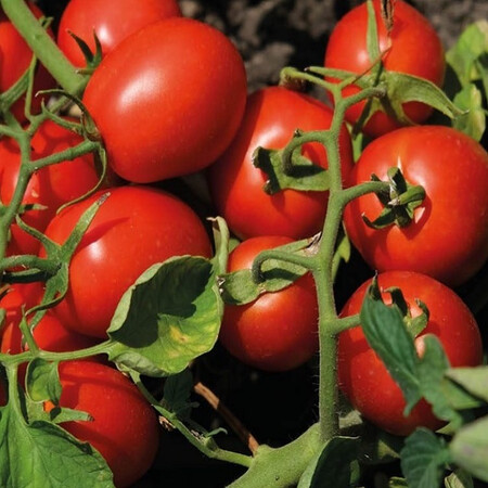 Насіння томату детермінантного N6438 F1 Nunhems від 1 000 шт, Фасовка: Проф упаковка 1 000 шт | Agriks