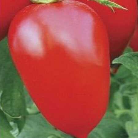 Насіння томату індетермінантного Адель F1 United Genetics 1 000 шт | Agriks