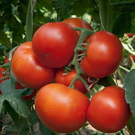 Насіння томату індетермінантного Панекра F1 Syngenta 500 шт, Фасовка: Проф упаковка 500 шт | Agriks