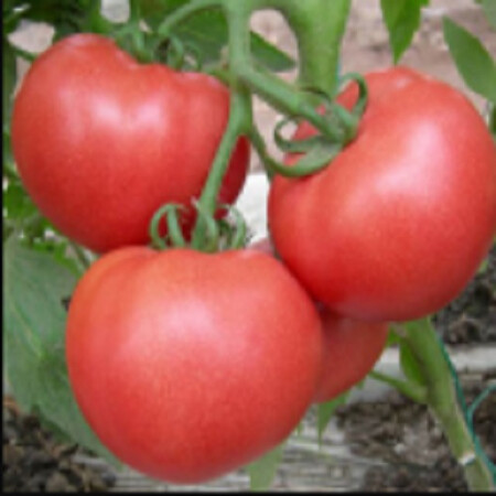 Насіння томату індетермінантного Піно F1 Аgri Saaten 500 шт, Фасовка: Проф упаковка 500 шт | Agriks