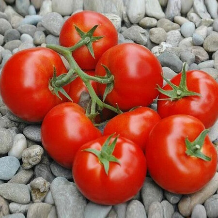 Насіння томату індетермінантного Пріос F1 Ergon від 100 шт, Фасовка: Проф упаковка 100 шт | Agriks
