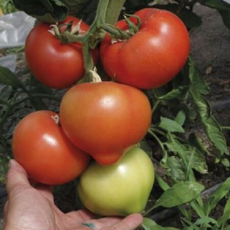 Насіння томату індетермінантного TС 02-5176 F1 Solare Sementi 250 шт, Фасовка: Проф упаковка 250 шт | Agriks