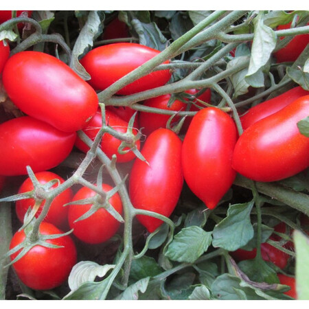 Насіння томату Каваліно Россо F1 Cora Seeds 1 000 шт, Фасовка: Проф упаковка 1 000 шт | Agriks