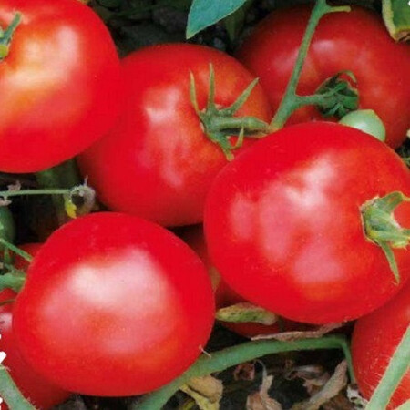 Насіння томату кущового Тапер F1 Solare Sementi від 500 шт, Фасовка: Проф упаковка 500 шт | Agriks