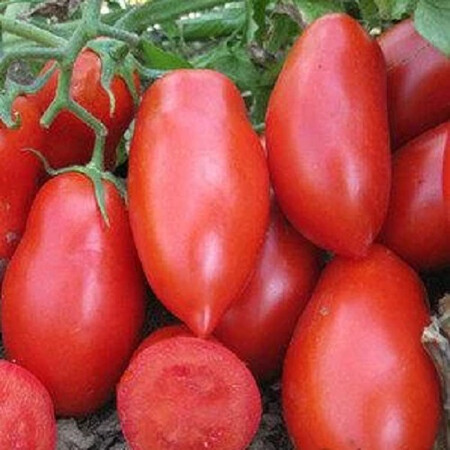 Насіння томату Рокія F1 Cora Seeds 1 000 шт, Фасовка: Проф упаковка 1 000 шт | Agriks