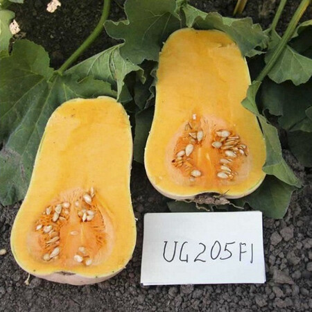 Семена тыквы UG 205 F1 United Genetics 1 000 шт | Agriks