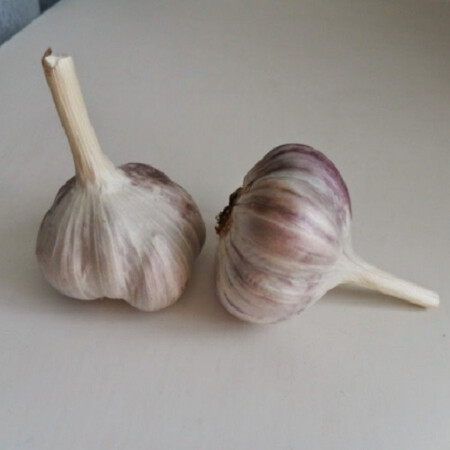 Чеснок (озимый) Ирен от 2 кг Triumfus Onion Products, Фасовка: Проф упаковка 2 кг | Agriks