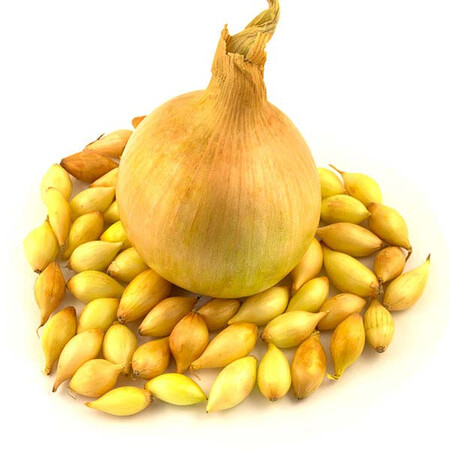 Цибуля сіянка (озима) Шекспір 10 кг (8-21мм) Triumfus Onion Products, Фасовка: 10 кг сетка | Agriks