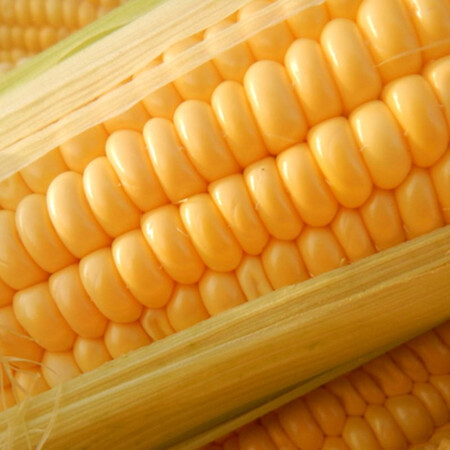 Насіння кукурудзи цукрової Орландо (Візантія) F1 МНАГОР від 50 шт, Фасовка: Середня упаковка 50 шт | Agriks